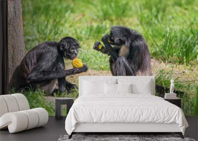 Spider monkeys enjoying a meal Wall mural