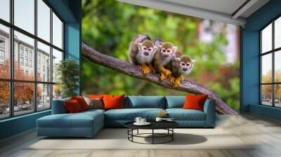 Three common squirrel monkeys sitting on a tree branch Wall mural