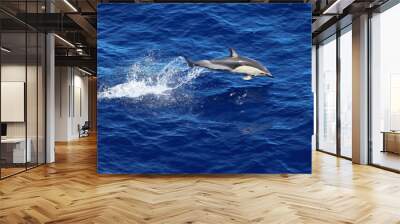 Dolphin jumping and swimming in the ocean. Common dolphin Delphinus delphis in natural habitat. Marine mammal in Norht Pacific ocean. Wall mural