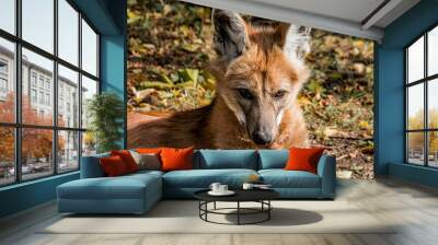 Maned Wolf (Chrysocyon brachyurus) Wall mural