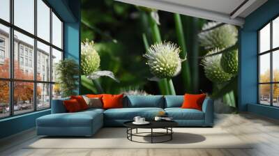 Vibrant Blooming Alliums: A Spherical Display in the Garden
 Wall mural