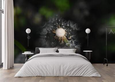 Whispers of Nature: Fluffy Dandelion in the garden Wall mural