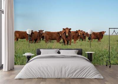 Group of young brown cows in the meadow Wall mural