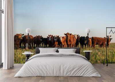 Herd of young cows Wall mural