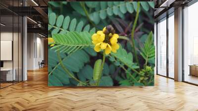 African senna (Senna didymobotrya). Called Popcorn senna, Candelabra tree and Peanut butter cassia also. Wall mural