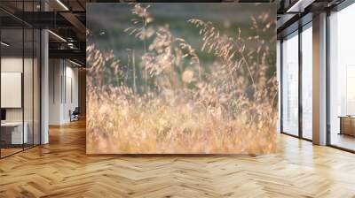 Golden evening on the meadow, rural summer backgrounds Wall mural