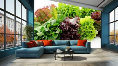 Group of assorted lettuce leaves, such as butterhead and leaf lettuceon a pristine white background Wall mural