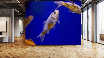 Goldfish with a blue background Wall mural