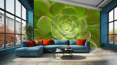 green cacti flower Wall mural