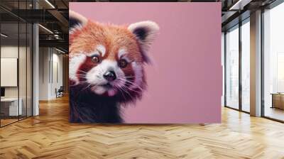 A cute red panda bear is staring at the camera with copy space Wall mural