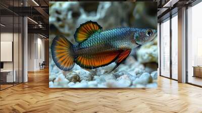 Guppy fish with colorful tails and fins, appealing to beginner aquarium keepers.  Wall mural