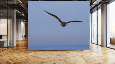 black seagull bird fly over the ocean los angeles Wall mural