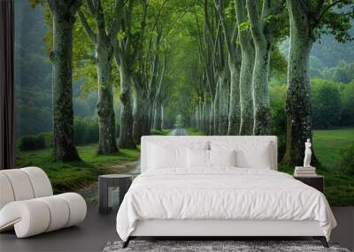 Poplar Tree Lined Road: Symmetrical rows of trees along a country road.  Wall mural