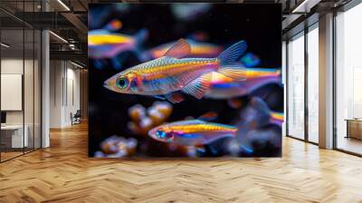 School of Neon Tetras with glowing bodies, perfect for freshwater aquarium themes. Wall mural