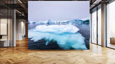 Gentoo Penguin alone on iceberg in Antarctica, scenic frozen landscape with blue ice and snowfall, Antarctic Peninsula Wall mural