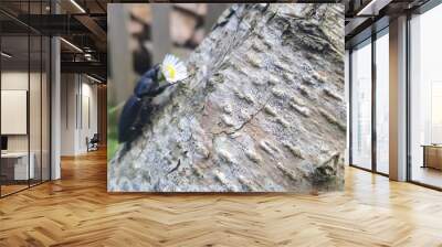 Beetle with a flower on a tree log Wall mural