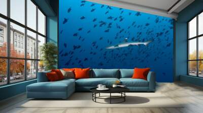 Small whitetip shark swimming among a school of fishes Wall mural