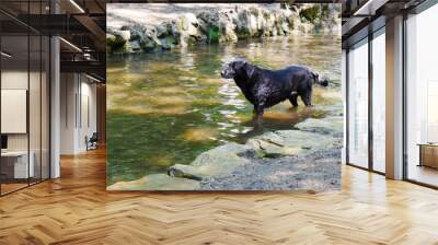 Un labrador noir s'amusant ou se baignant dans un cours d'eau, avec des cailloux, de la végétation, de la verdure, des éclaboussures, ramasser un bâton ou une balle, s'amuser comme un petit fou Wall mural