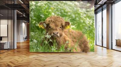 Baby Highland Cow / Scottish Highland calf, resting in a spring meadow Wall mural