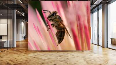 bee on a flower Wall mural