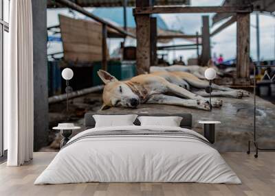 dog sleeping on the ground Wall mural