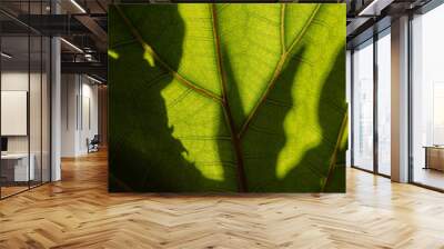 abstract view of plant shadows through fiddle leaf fig tree leaf Wall mural