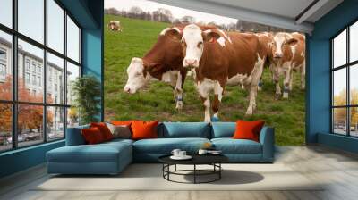 cows on a meadow Wall mural