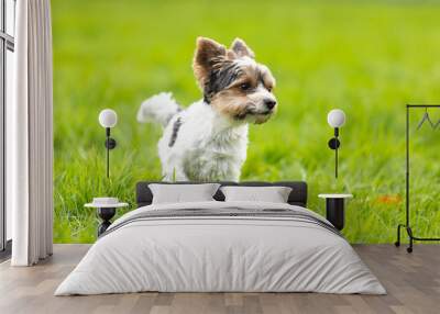 yorkshire terrier outdoor in a park Wall mural