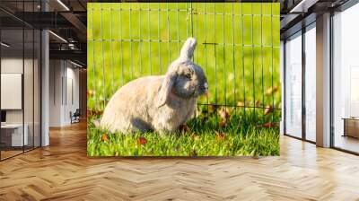 Young rabbits on the grass in nature Wall mural