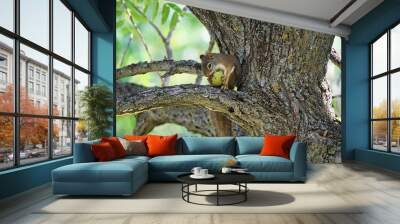 Red Squirrel Eating Walnut Wall mural