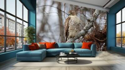 red tailed hawk Wall mural