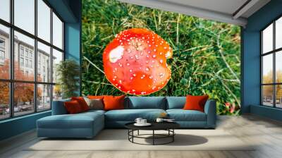 Fly agaric in the Swiss Alps Wall mural