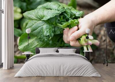 fresh spinach pick in a bio orchard Wall mural