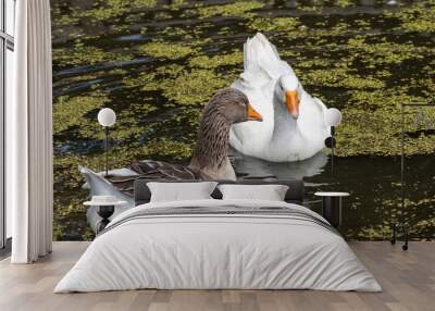 German Peking ducks (Anas anas f. Domestica), swimming on a pond Wall mural