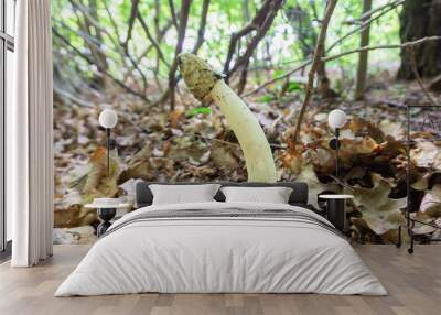 A rare veselka or phallus impudicus mushroom grows in the forest floor. Mushrooms used in traditional medicine. A smelly mushroom stinkhorn from the morel family. Wall mural