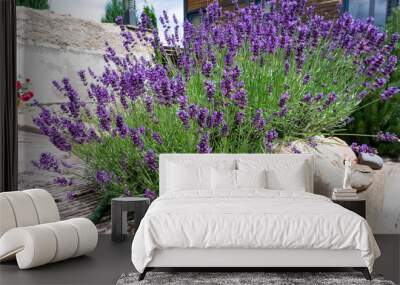 Luxurious bushes of fragrant provence lavender bloom in a landscape design composition with boulders and pine Wall mural