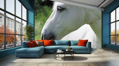 Grey Horse Headshot Wall mural