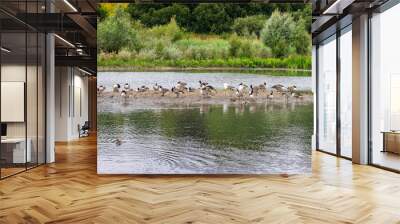 Large group of waterfowl - Canada Geese, Lapwings and Mallard Ducks - gathered on small spit of land in middle of lake Wall mural