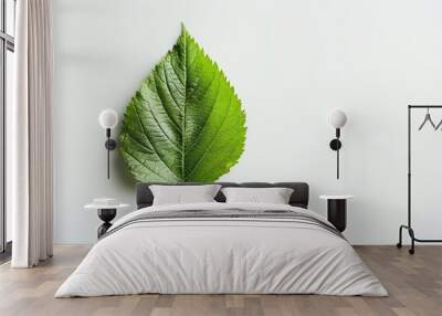 A single green leaf on a white background. Wall mural