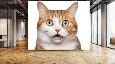 Crazy surprised Cat, shock on isolated with transparent concept Wall mural