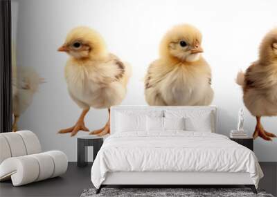 Many cute chicks isolated on transparent or white background Wall mural