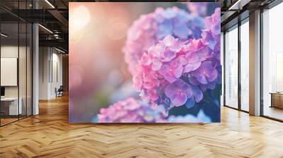 Pink violet Hydrangea macrophylla Blossoming bush near vintage house, closeup. Huge hydrangeas in front garden, close up. Purple blue pink hortensia blooms. Endless summer Hydrangea flowers. Wall mural