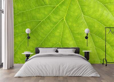 texture of green leaf Wall mural