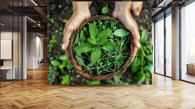 Hands Holding Fresh Herbs Wall mural