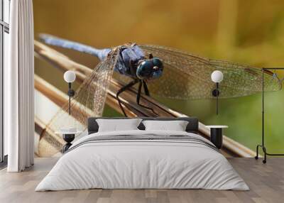 Keeled Skimmer Dragonfly Macro Shooting Wall mural