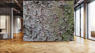 Fir tree bark closeup texture for background Wall mural