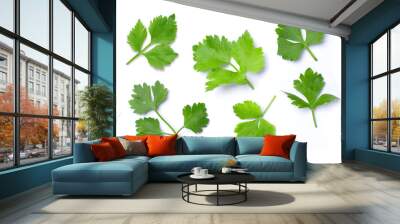 Coriander leaf on white background
 Wall mural