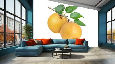 Korean pear (nashi or golden pear) hanging on branch tree isolated on white background. Wall mural