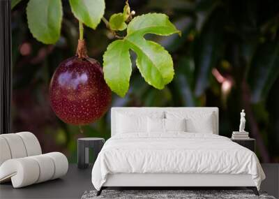 Passion fruit with green leaf on the tree. Wall mural