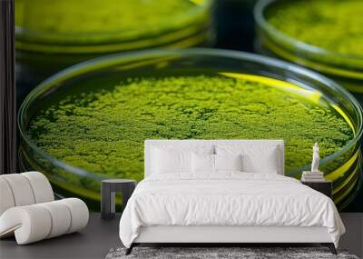 Close-up of green algae in petri dishes in a laboratory setting Wall mural